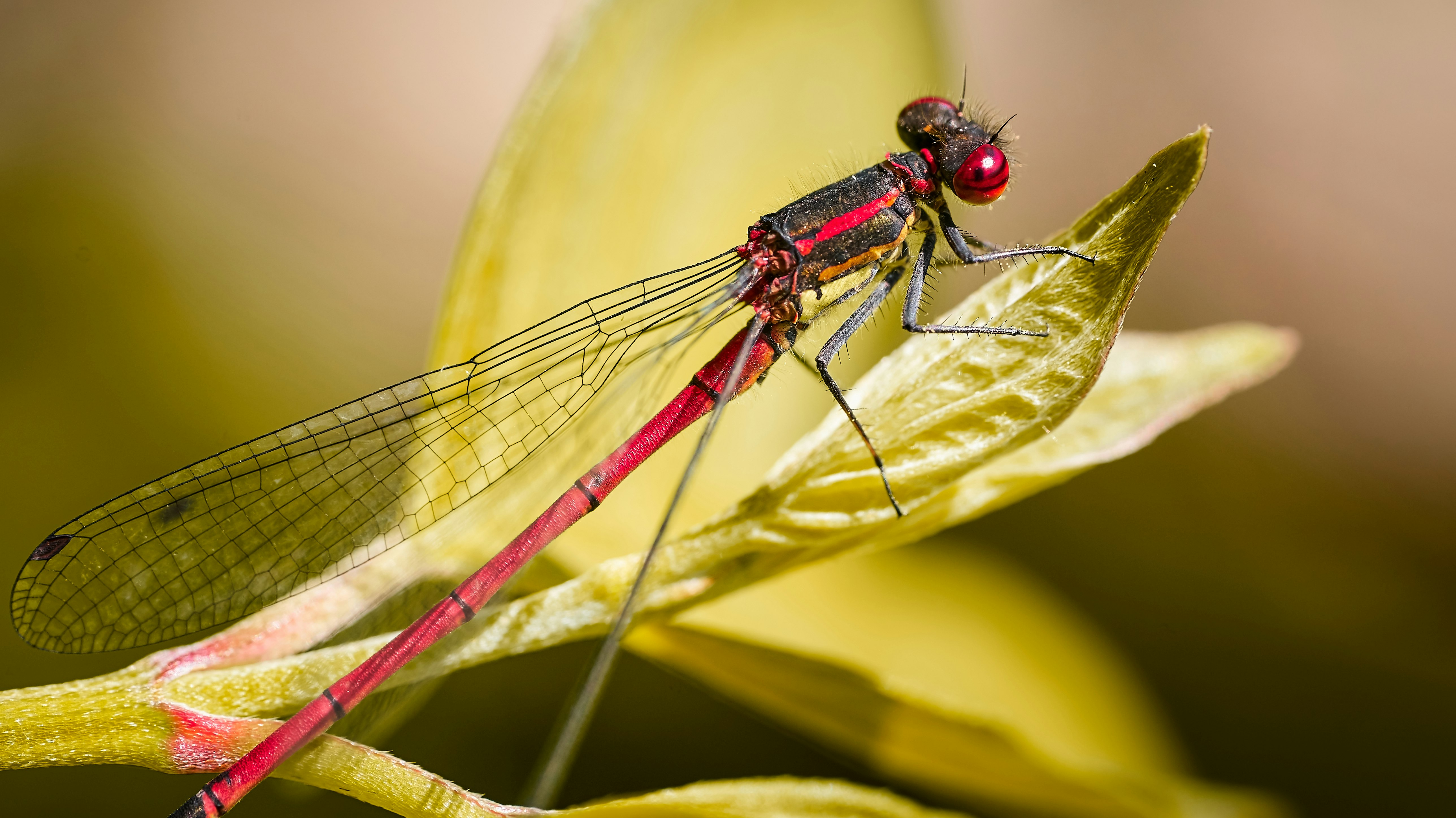 blue damselfly perched on green leaf in close up photography during daytime